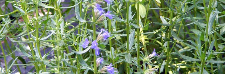 plants
